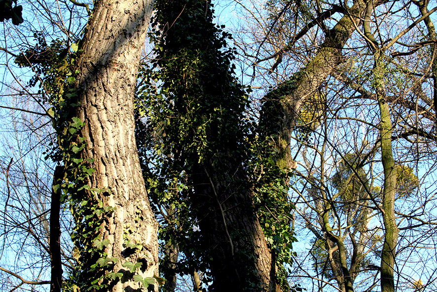 Lusthauswasser, vereist