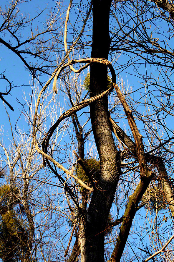 Lusthauswasser, vereist