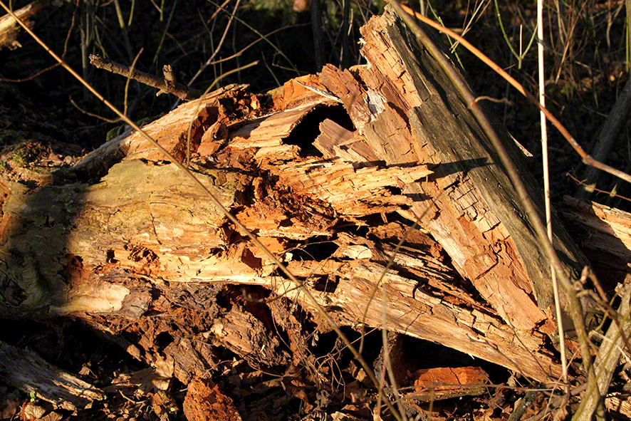 Lusthauswasser, Totholz