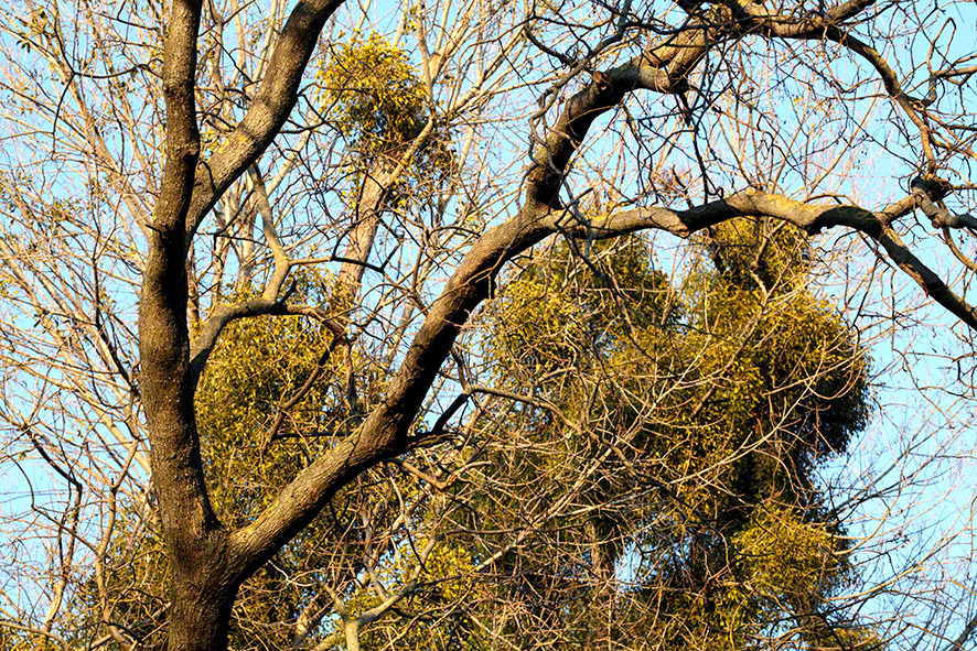 Lusthauswasser, Misteln