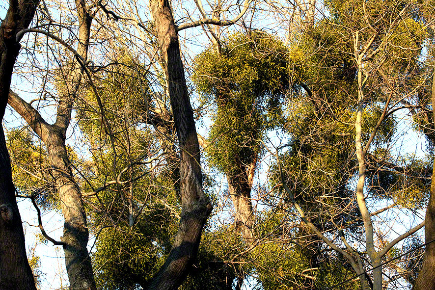 Lusthauswasser, Misteln