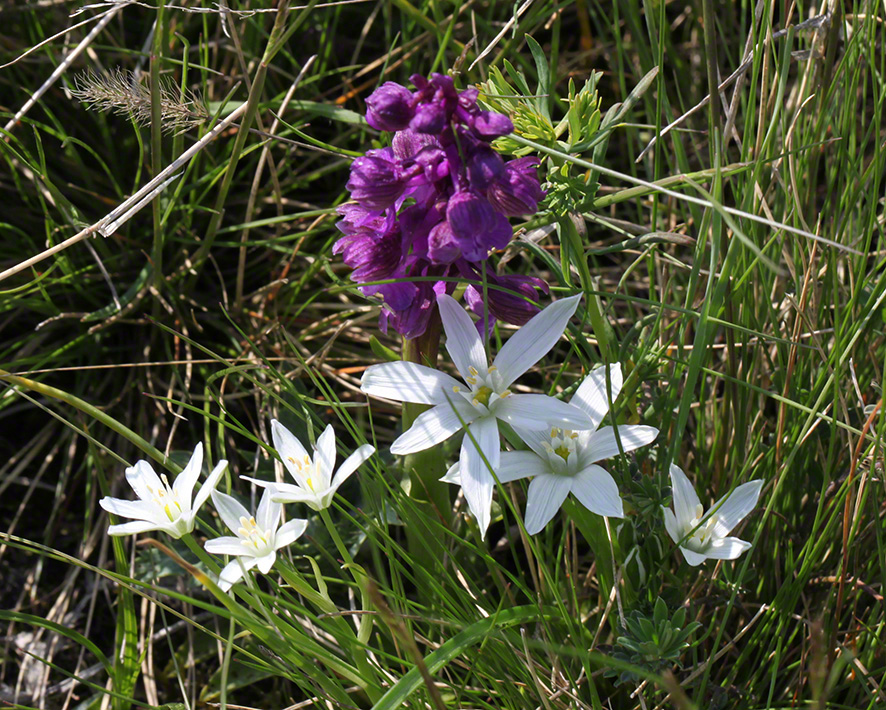 kleines Knabenkraut - orchis morio