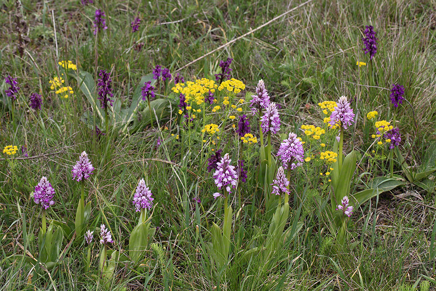 Helm-Knabenkraut - orchis militaris