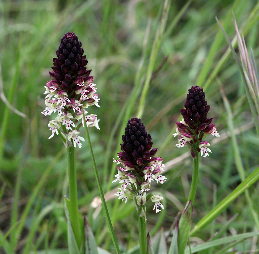 Brand-Knabenkraut - orchis ustulata 