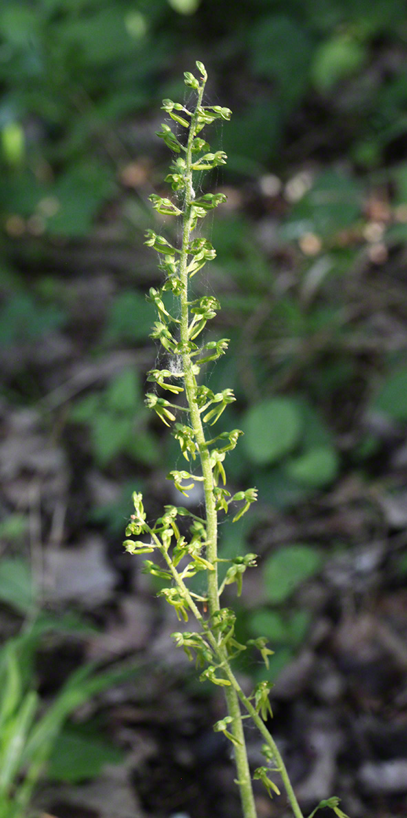 Großes Zweiblatt - Listera ovata