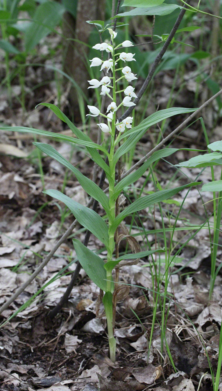 Schmalblatt-Waldvögelein - Cephalanthera longifolia