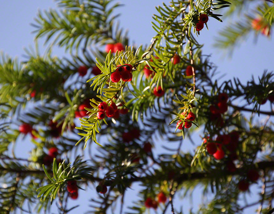 Türkenschanzpark, Eibe