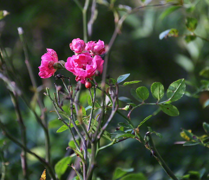 Türkenschanzpark, Rose