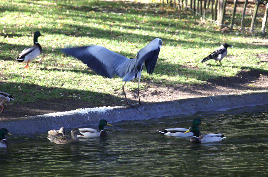 Türkenschanzpark, Graureiher