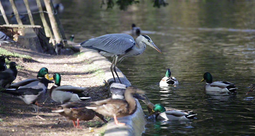 Türkenschanzpark, Graureiher