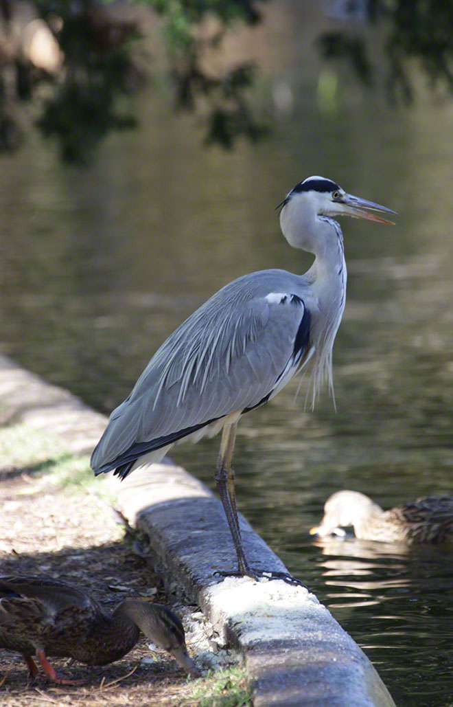 Türkenschanzpark, Graureiher