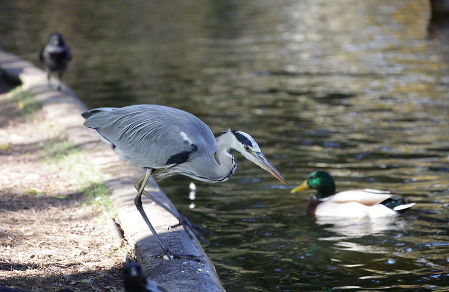 Türkenschanzpark, Graureiher