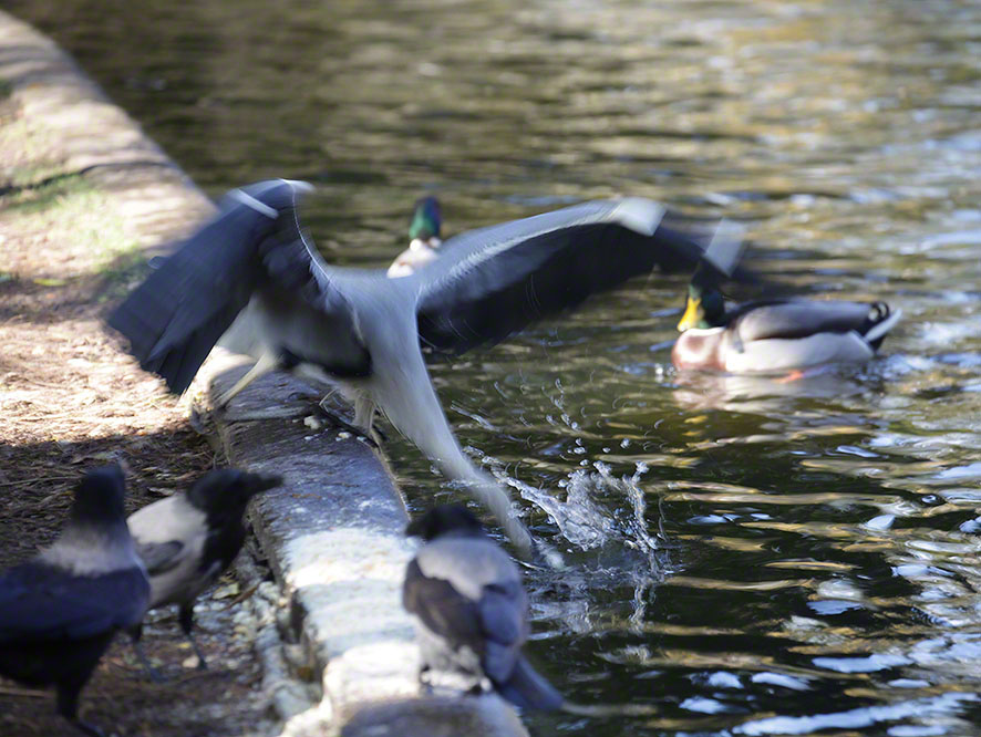 Türkenschanzpark, Graureiher