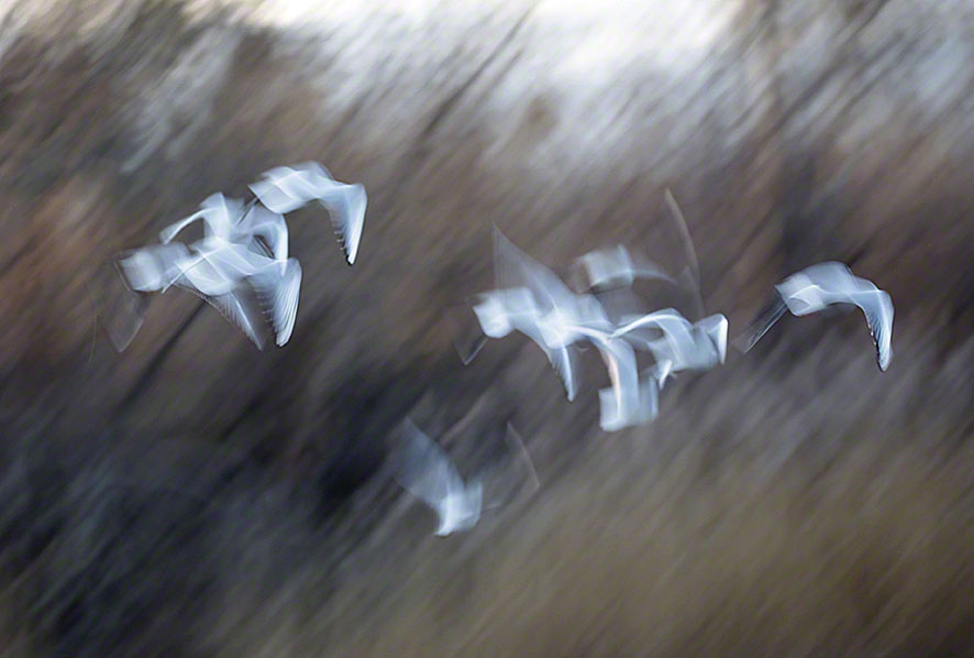 Naufahrtwasser-Möwen