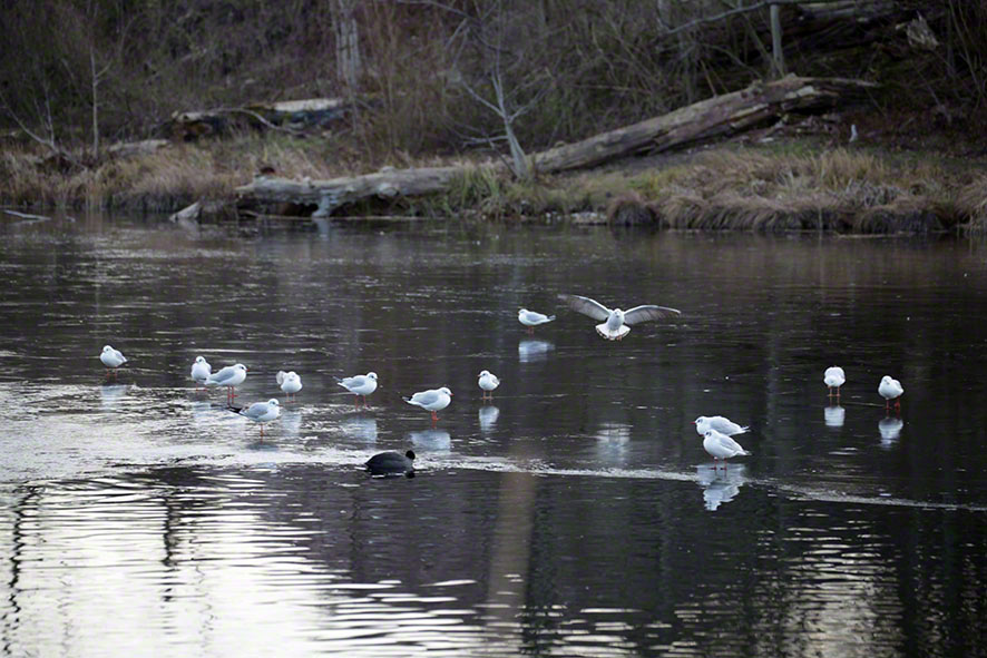 Naufahrtwasser-Möwen