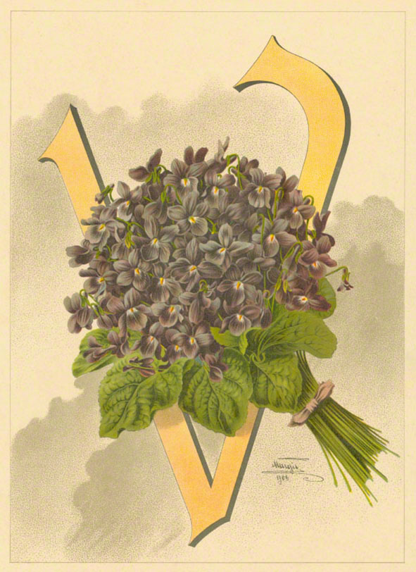 Margit 1903 Veilchen