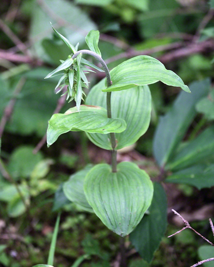 Breitblättrige Stendelwurz (Epipactis helleborine)