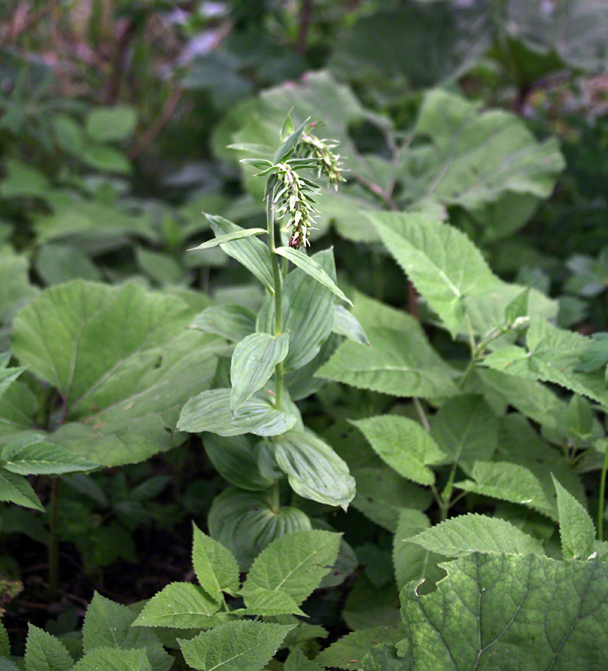 Stendelwurz - Epipactis