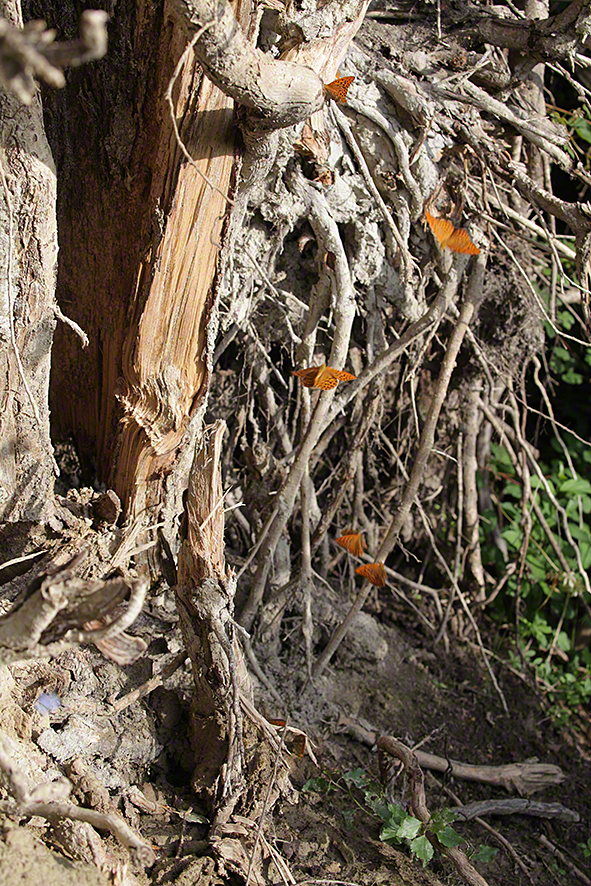 Perlmutterfalter (Kaisermantel)