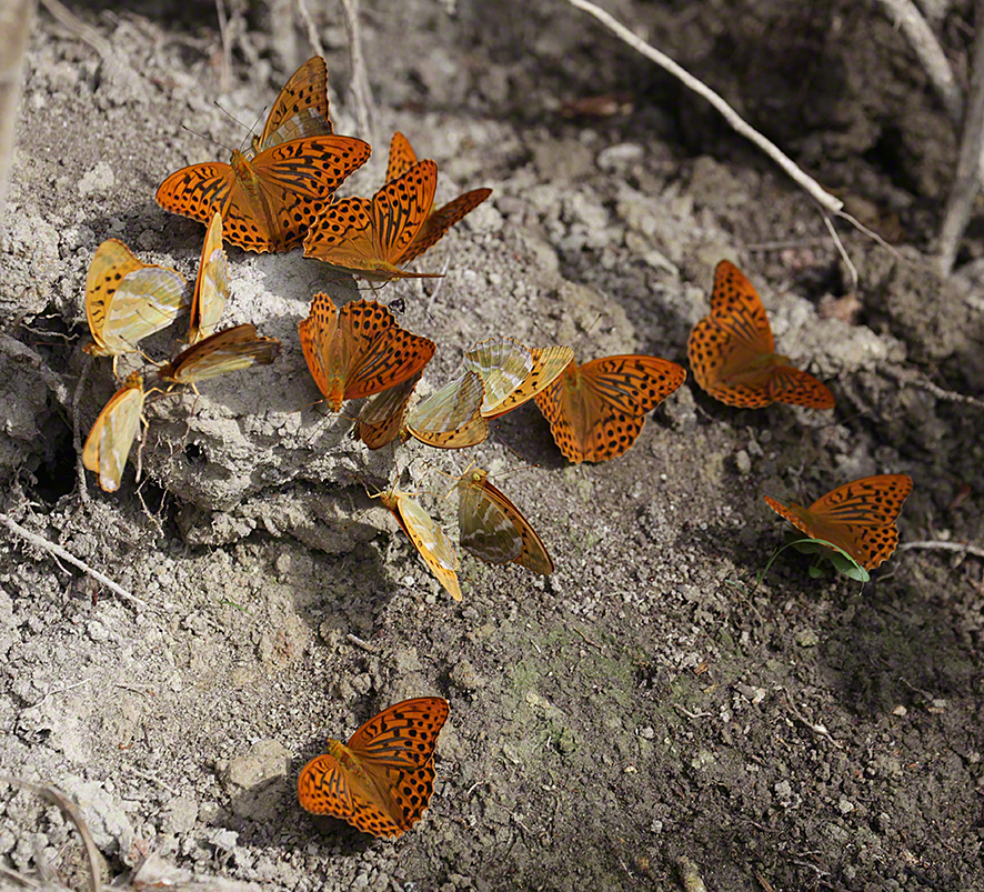 Perlmutterfalter (Kaisermantel)