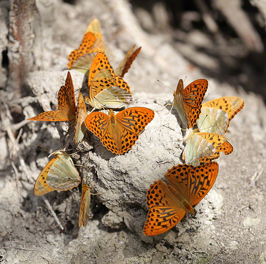 Perlmutterfalter (Kaisermantel)