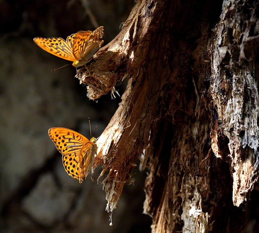 Perlmutterfalter (Kaisermantel)