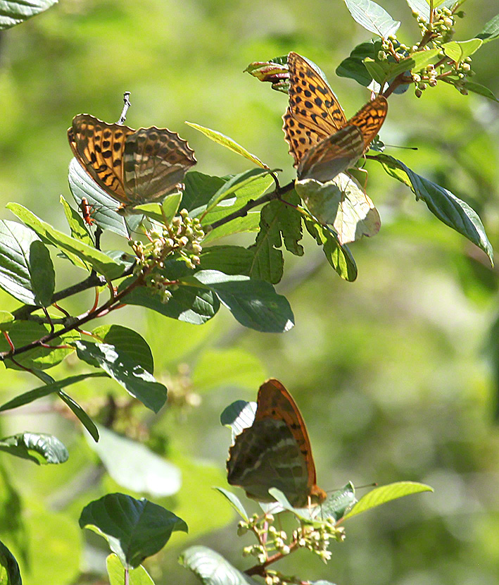 Kaisermantel - Argynnis paphia