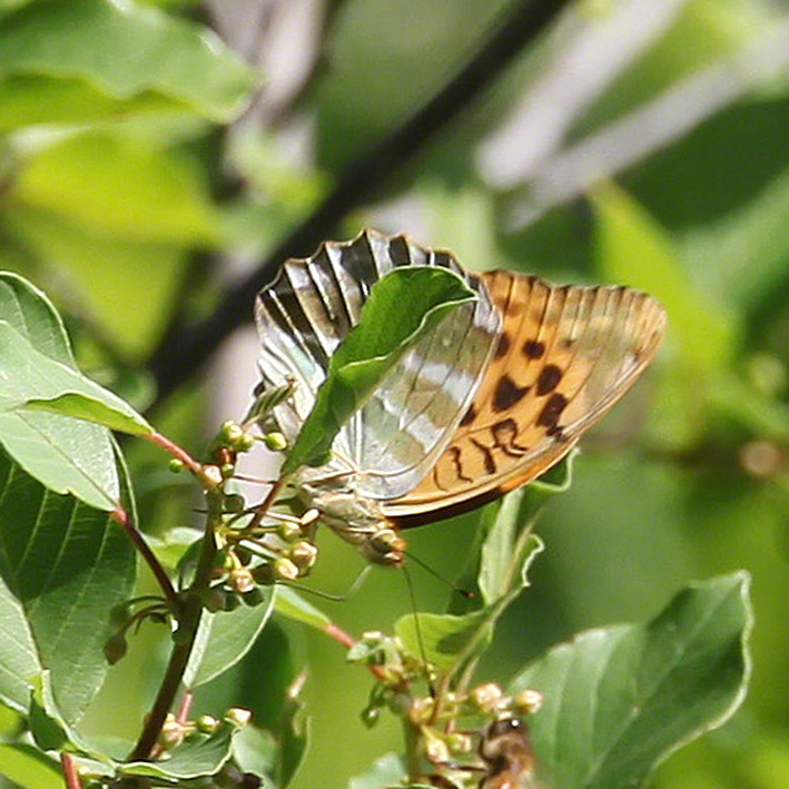 Kaisermantel - Argynnis paphia