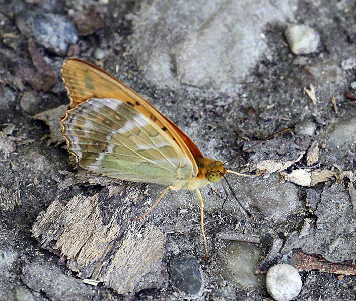 Kaisermantel - Argynnis paphia