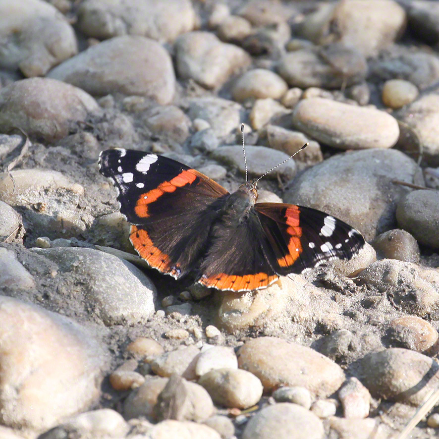 Admiral (Vanessa atalanta)