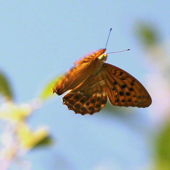 Kaisermantel - Argynnis paphia