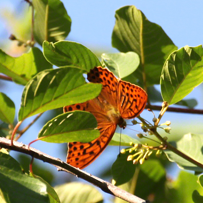 Kaisermantel - Argynnis paphia