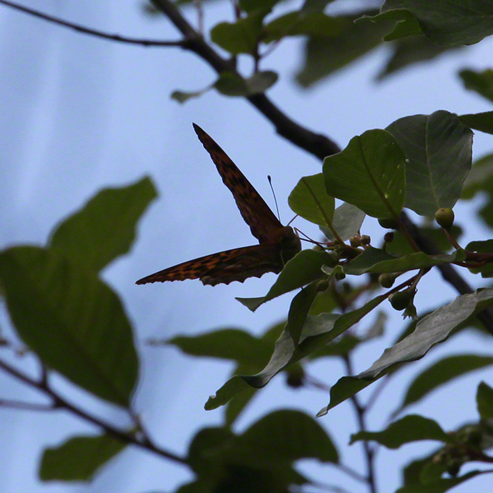 Kaisermantel - Argynnis paphia