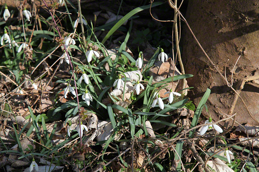 Lobau Schneeglöckchen
