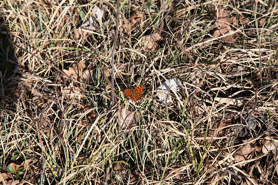 Schmetterling C-Falter