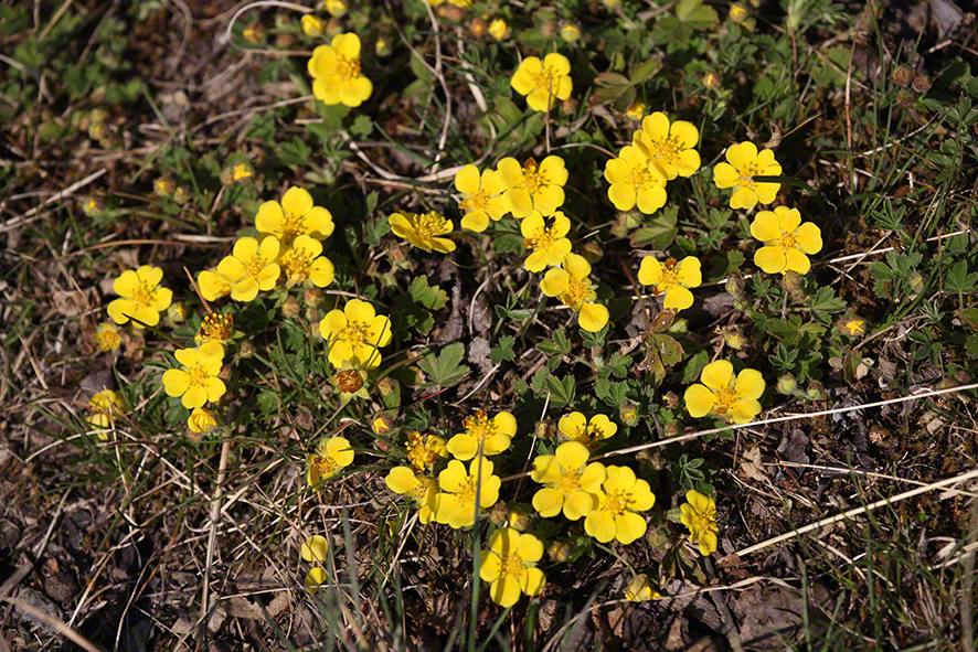 Lobau Fingerkraut (Potentilla)