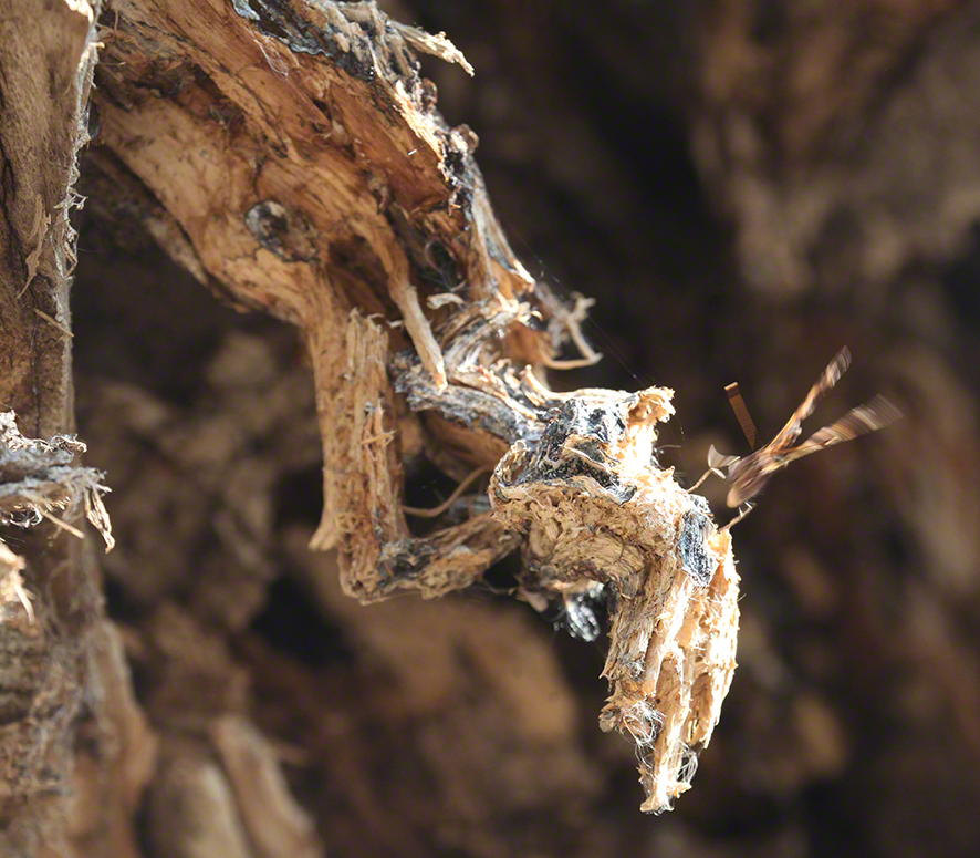 C-Falter (Polygonia c-album)