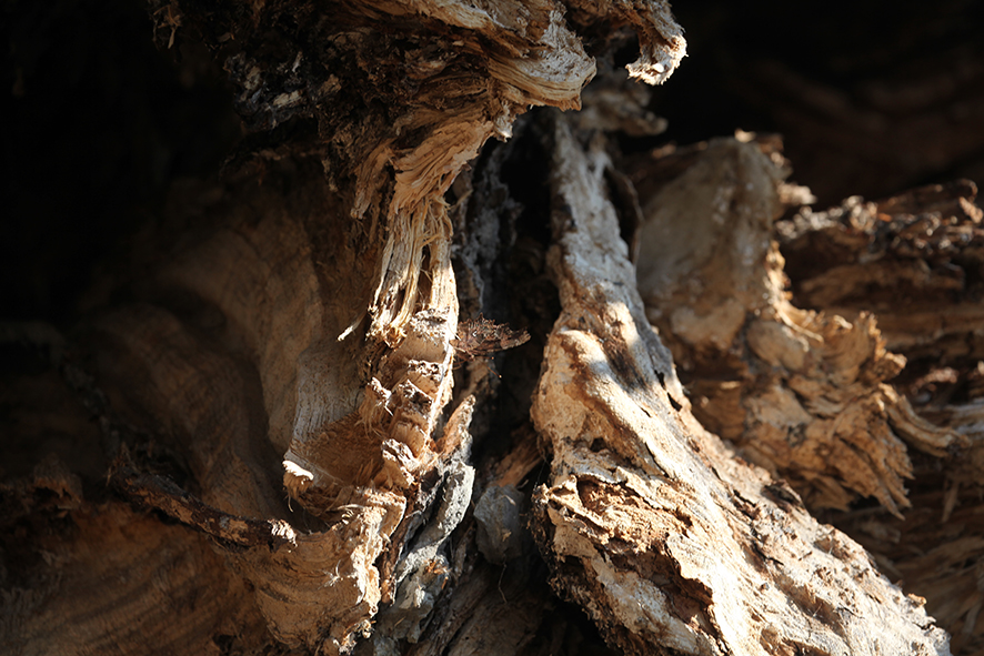 C-Falter (Polygonia c-album)