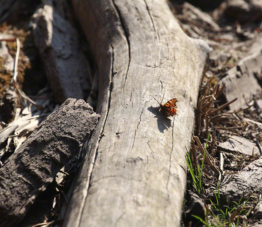 C-Falter (Polygonia c-album)