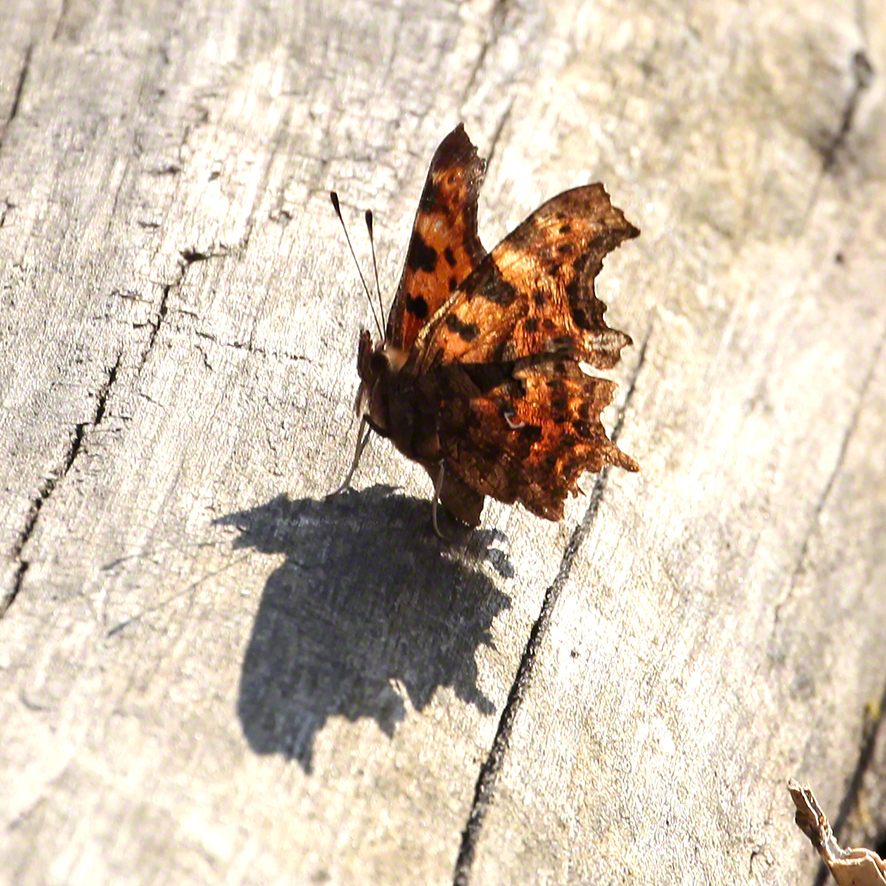 C-Falter (Polygonia c-album)