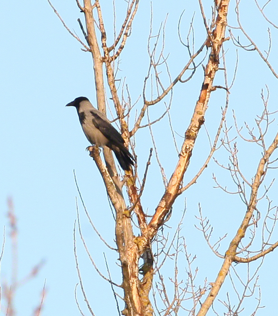 Nebelkrähe (Corvus cornix)