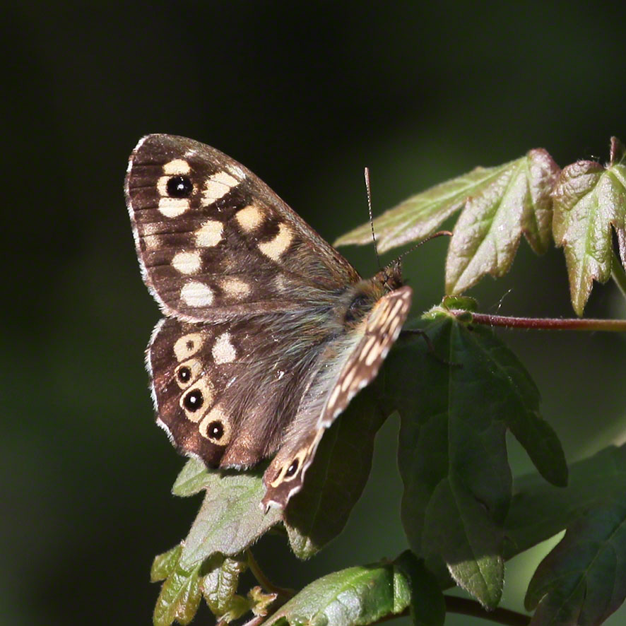 Lobau Waldbrettspiel Falter