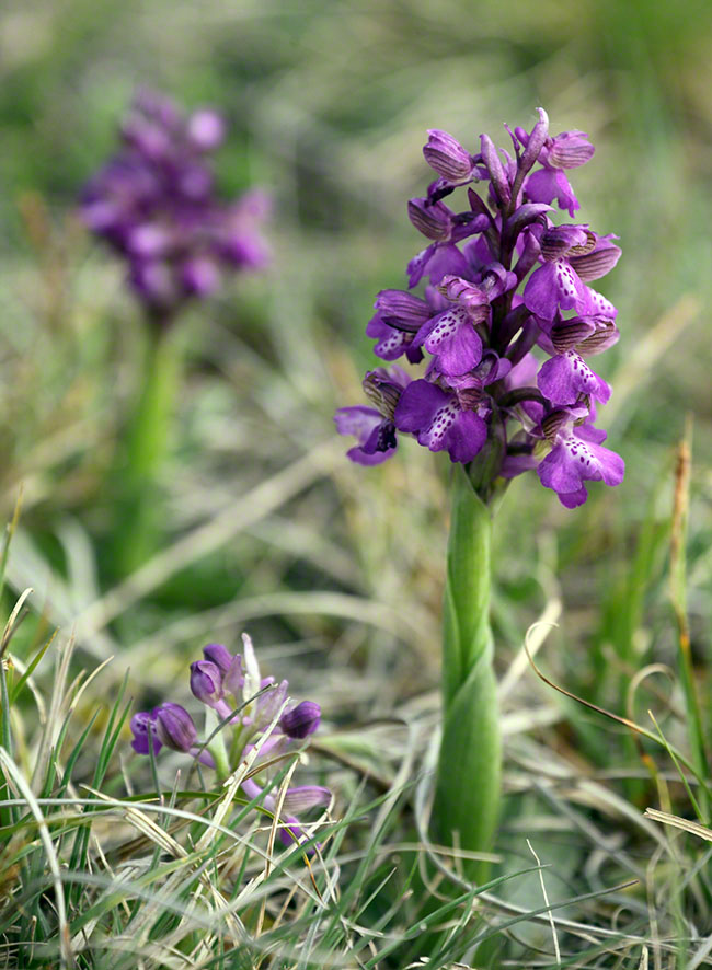 Lobau Kleines Knabenkraut