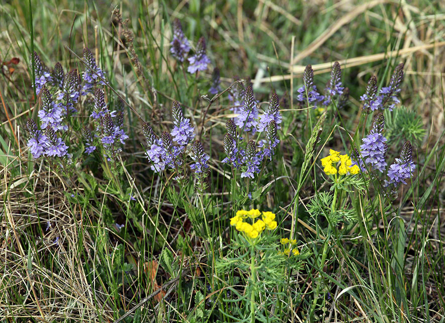 Lobau Ehrenpreis und Wolfsmilch