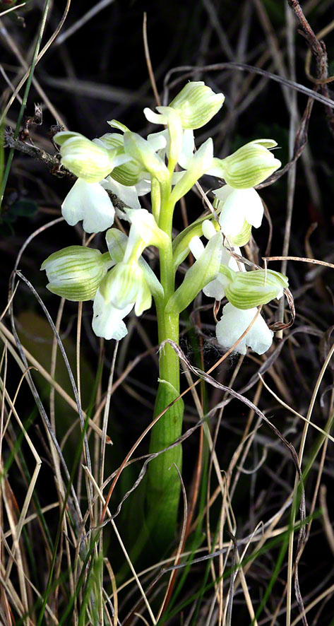 Lobau Kleines Knabenkraut weiß