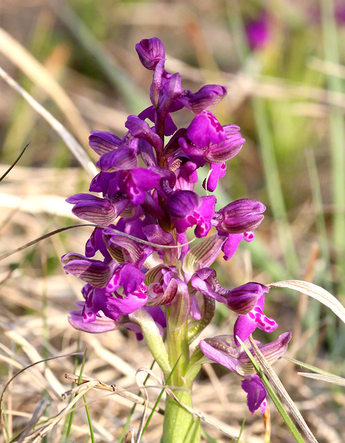 Lobau Kleines Knabenkraut