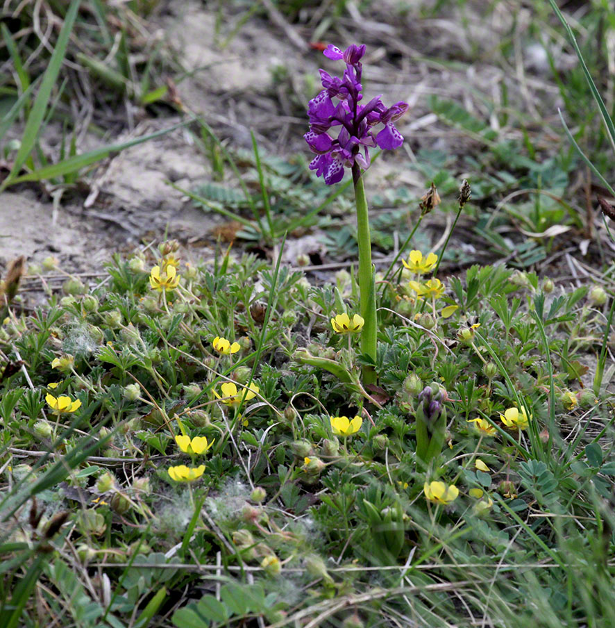 Kleines Knabenkraut und Buschwindröschen