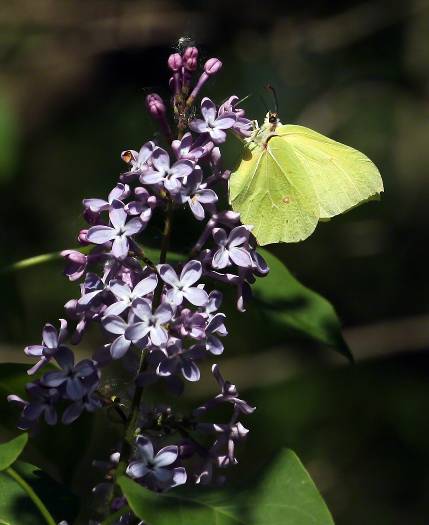 Lobau - Zitronenfalter