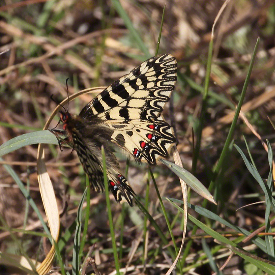Lobau Osterluzeifalter