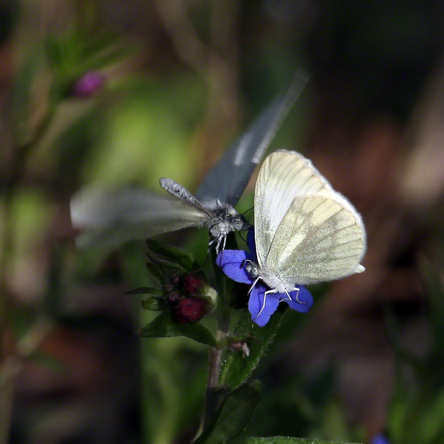 Lobau Tintenfleck-Weißling